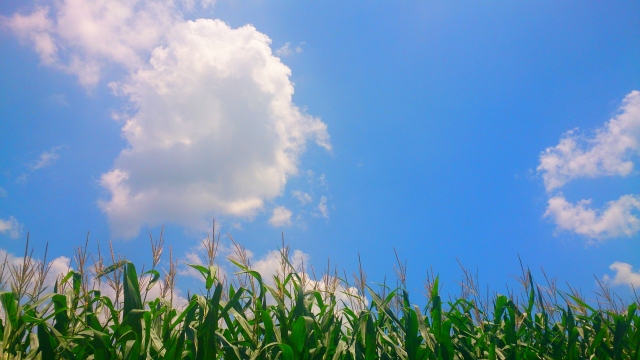 トウモロコシ先物　CORN FUTURES